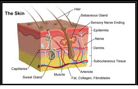 Anatomy of the Skin
