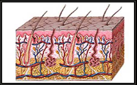 Hidradenitis Suppurativa