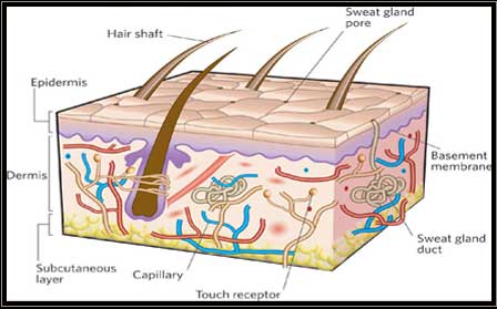 Lumps, bumps, cysts