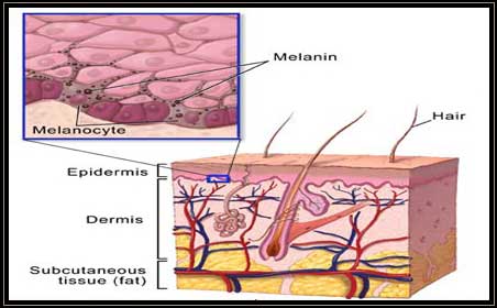 Pigmented Skin